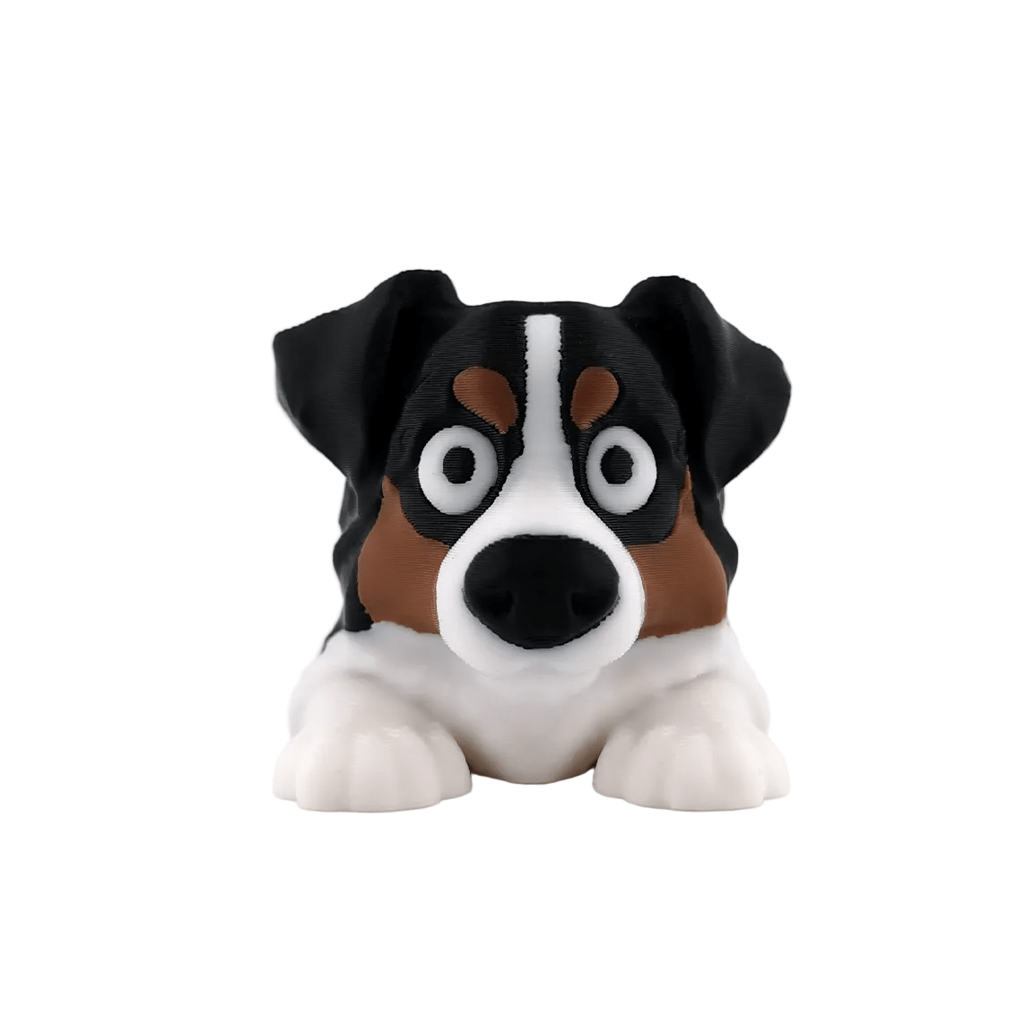 Australian Shepherd