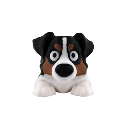 Australian Shepherd