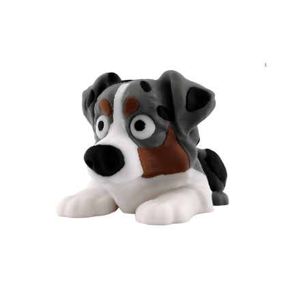 Australian Shepherd