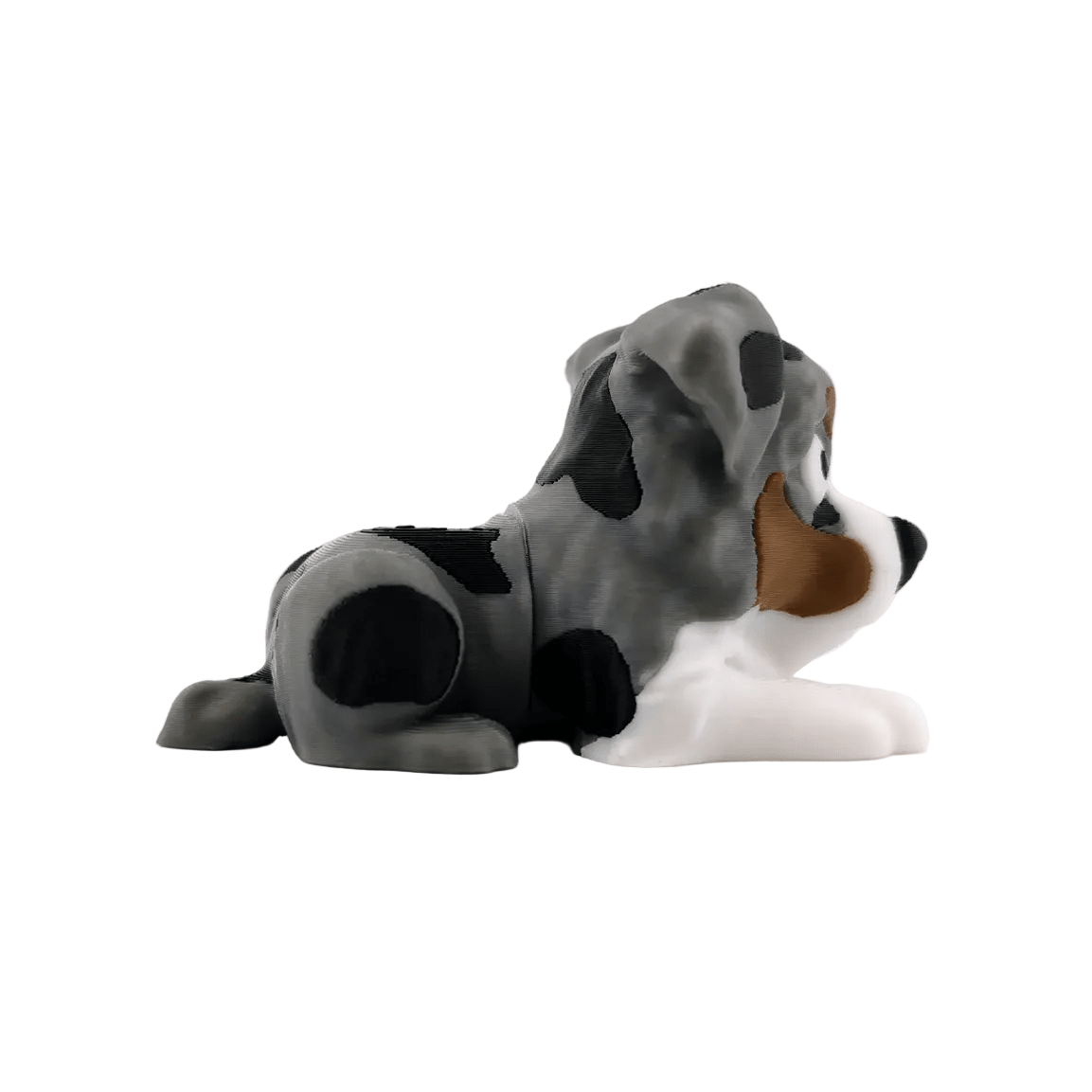 Australian Shepherd
